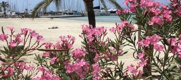 1 chambre Appartement à Palma de Majorca, Spain No. 167559 2