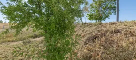  Land in Granada, Spain No. 181247 24