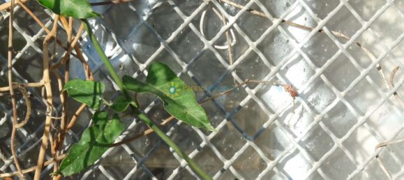 Grundstück in Valencia, Spain 20m², Nr. 177237 15