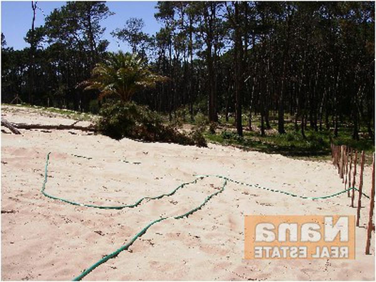 Ferme à Maldonado, Uruguay No. 14427