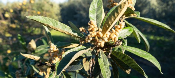 1 Schlafzimmer Haus in Sao Bartolomeu de Messines, Portugal, Nr. 168977 27