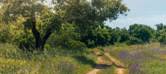 7 bedrooms Villa in Sines, Portugal No. 142362 7