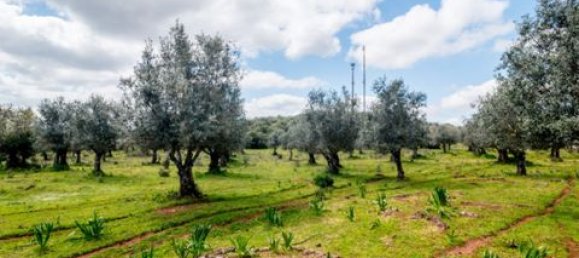 Grundstück in Estremoz, Portugal, Nr. 281650 16