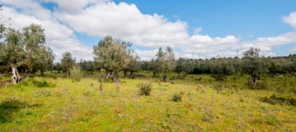 Grundstück in Estremoz, Portugal, Nr. 281650 11