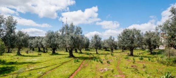 Grundstück in Estremoz, Portugal, Nr. 281650 15