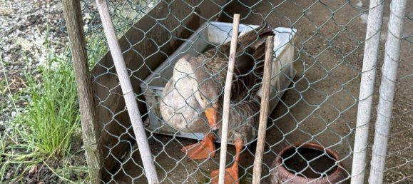 88599m² Land in Reggio Emilia, Italy No. 261373 6