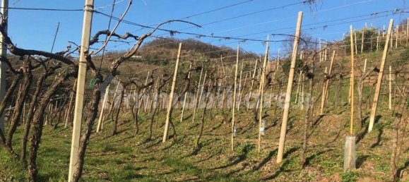 Grundstück in Soave, Italy 24000m², Nr. 188088 3