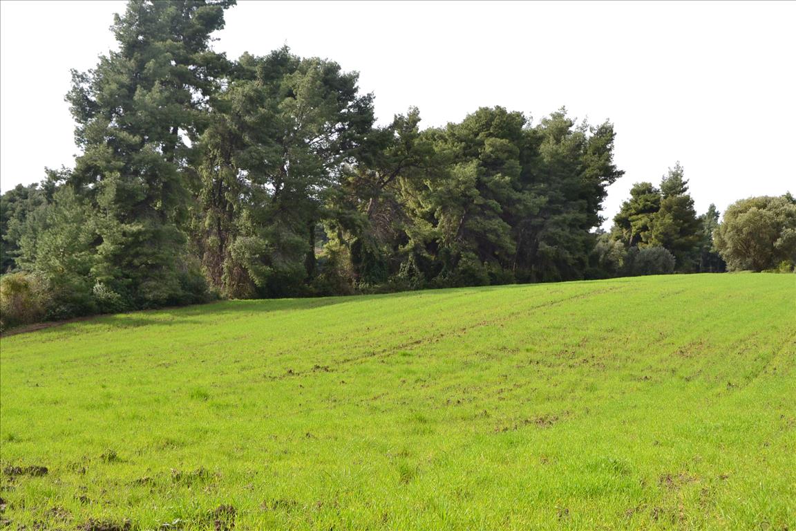 6750m² Hotel in Chalkidiki, Greece No. 7325