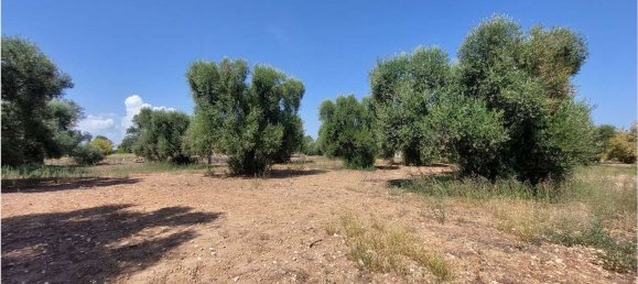 Terrain à San Vito dei Normanni, Italy 8000m² No. 107732 9