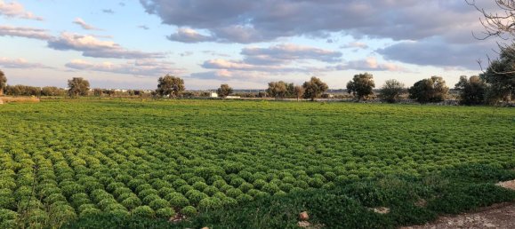 Terrain à Polignano a Mare, Italy 16378m² No. 107737 10