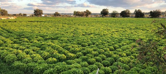 Terrain à Polignano a Mare, Italy 16378m² No. 107737 9