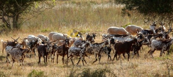  قطعة أرض في Olhao, Portugal 9108متر مربع رقم 108734 28