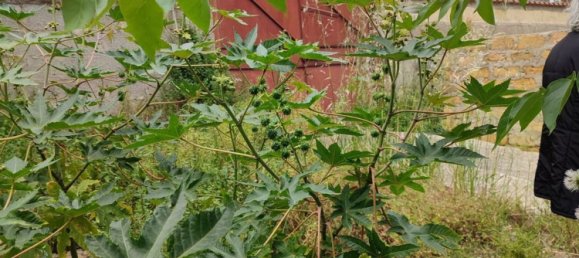 1081m² Land in Palermo, Italy No. 255808 5