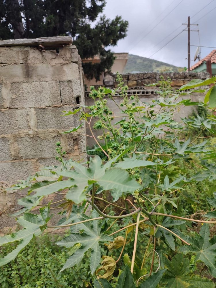 1081m² Land in Palermo, Italy No. 255808