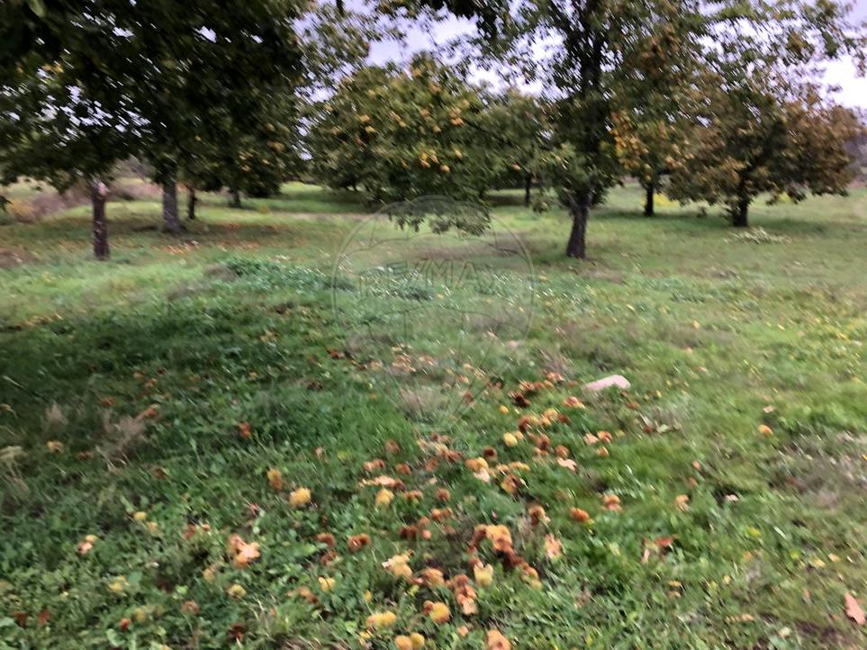  قطعة أرض في Aveloso, Portugal 17900متر مربع رقم 73222