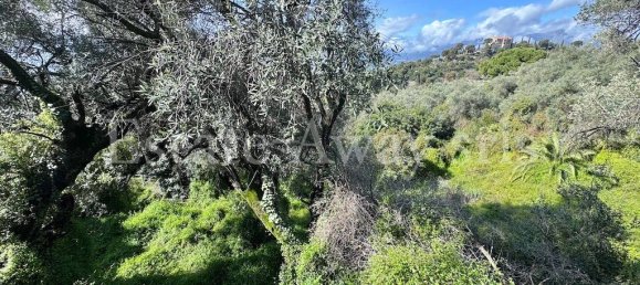 6000m² Land in Bordighera, Italy No. 152261 10