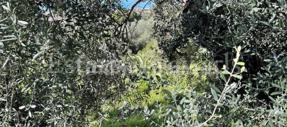 6000m² Land in Bordighera, Italy No. 152261 5