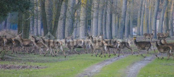 2 chambres Villa à Comacchio, Italy No. 121311 31