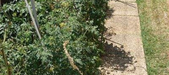 5غرفة منزل في Strasshof an der Nordbahn, Austria رقم 209656 29