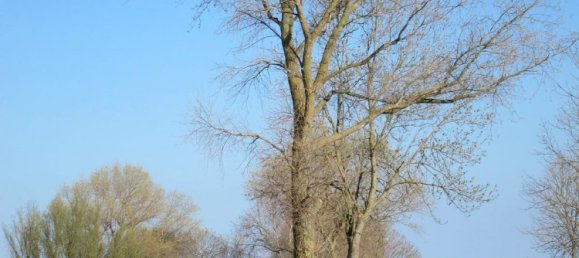 Terrain à Cuxhaven, Germany No. 335246 32