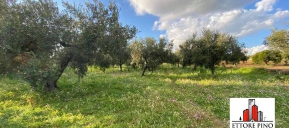 Земельный участок 8200м² в Ruffano, Италия № 103231 5