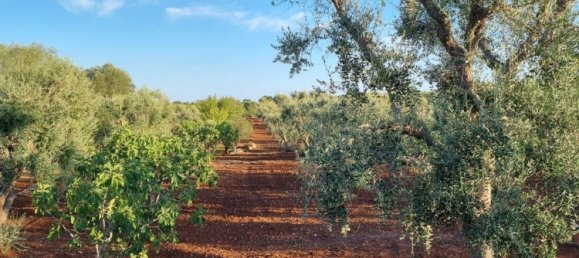 3 chambres Villa à Ceglie Messapica, Italy No. 346493 7