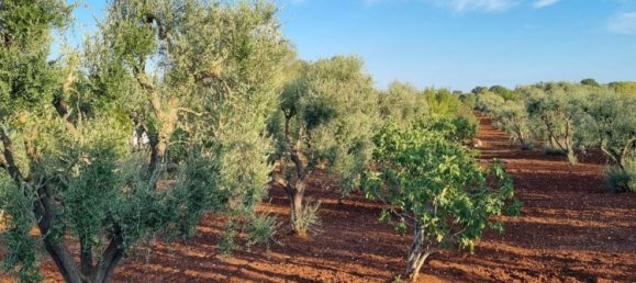 3 chambres Villa à Ceglie Messapica, Italy No. 346493 5