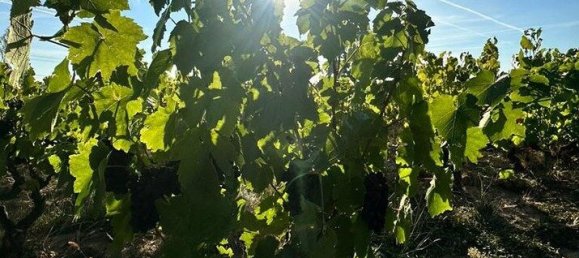 2439m² Land in Romaneche-Thorins, France No. 121231 4