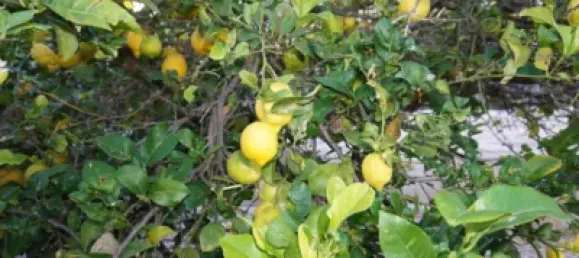 3 bedrooms House in Granada, Spain No. 141510 34