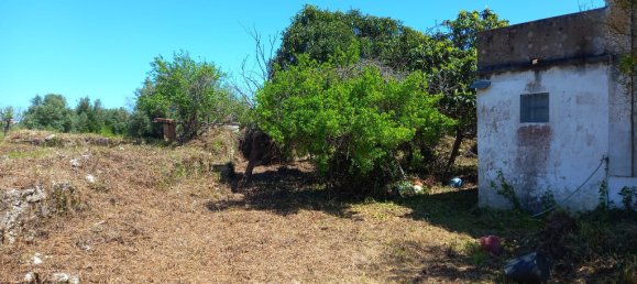 4 bedrooms House in Paialvo, Portugal No. 14492 30