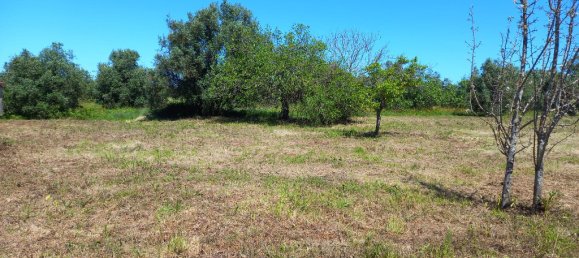 4 bedrooms House in Paialvo, Portugal No. 14492 35