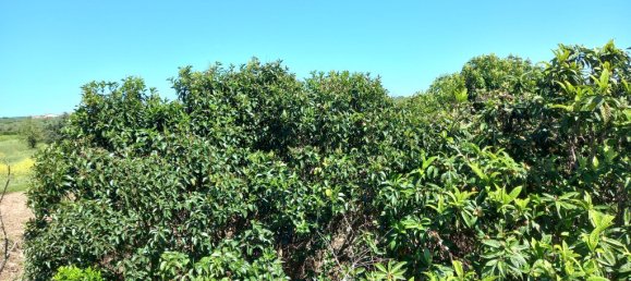 4 bedrooms House in Paialvo, Portugal No. 14492 39