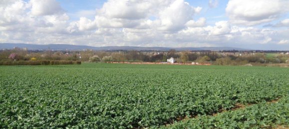 6 rooms Townhouse in Frankfurt am Main, Germany No. 249190 3