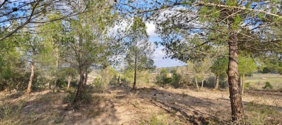 Terrain à Mallorca, Spain No. 168271 8