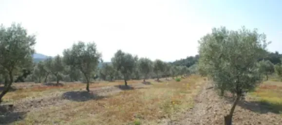  Land in Garriguella, Spain No. 73571 35