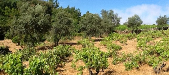 8 Schlafzimmer Haus in Portalegre, Portugal, Nr. 146363 18