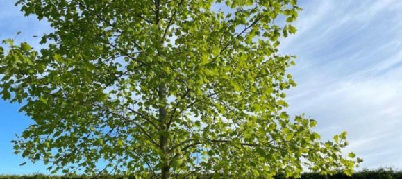 300m² Land in Holzhausen, Austria No. 126817 7