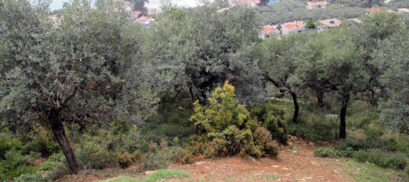  فندق في Thasos, Greece 9200متر مربع رقم 7936 2