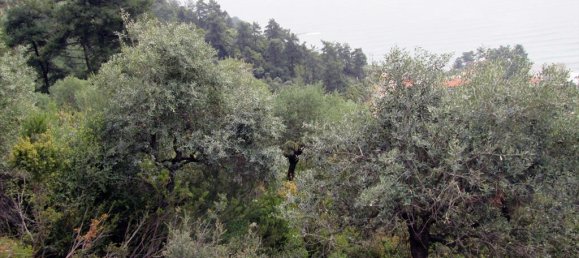  فندق في Thasos, Greece 9200متر مربع رقم 7936 3