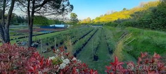  Land in Serravalle Pistoiese, Italy No. 318117 2