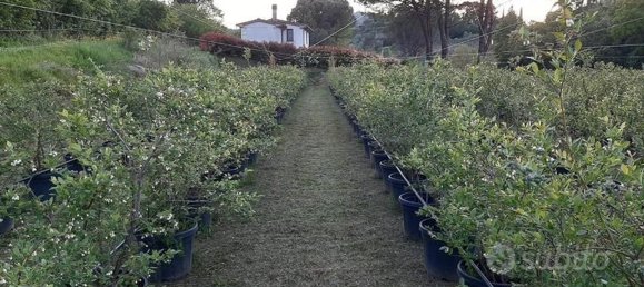  Land in Serravalle Pistoiese, Italy No. 318117 3