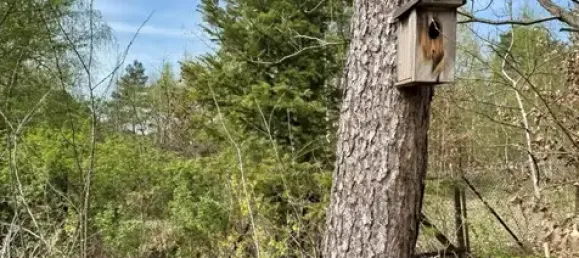 Земельный участок в Даме-Шпревальд, Германия № 79166 2