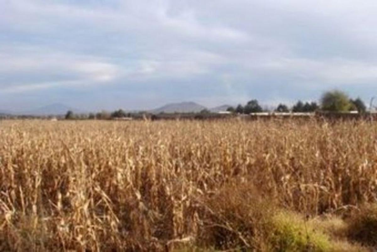  Land in San Buenaventura, Mexico No. 204104