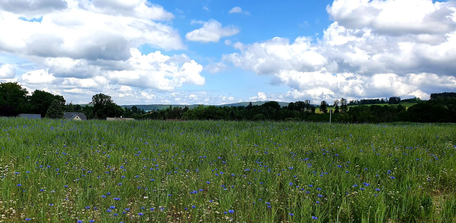 Земельный участок в Фогтланд, Германия № 31318