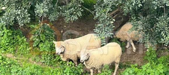 4 chambres Maison à Monchique, Portugal No. 100261 50