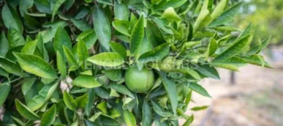 Casa de 3 dormitorios en Huelva, Spain No. 138609 47