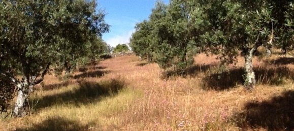 8 Schlafzimmer Stadthaus in Portalegre, Portugal, Nr. 146358 17