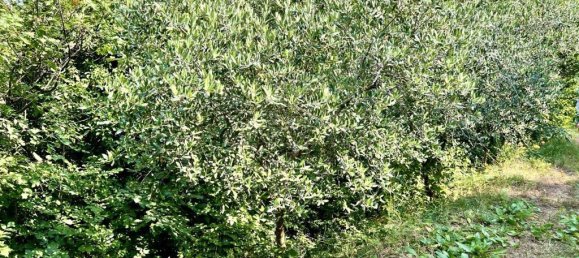 10523m² Land in Tregnago, Italy No. 147432 13