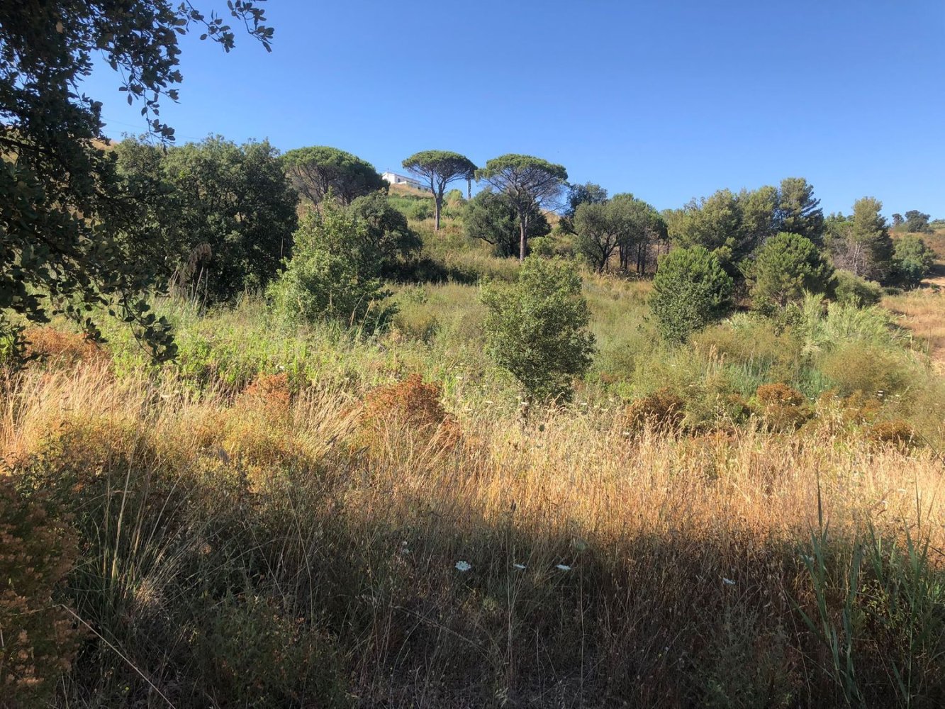 7000m² Land in Cefalù, Italy No. 256171