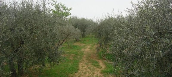 6000m² Land in Colle di Val d'Elsa, Italy No. 183118 9